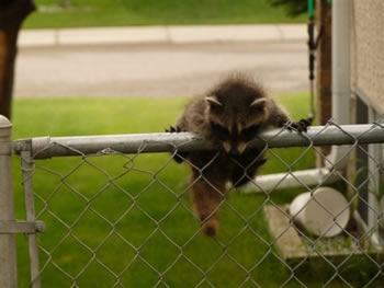 A Baby Raccoon