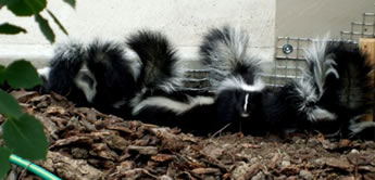 Baby Skunks