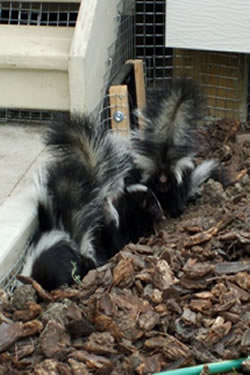 Baby Skunks